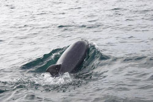 Bottle nose dolphin