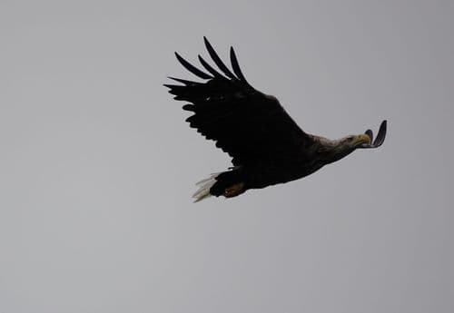 White tailed sea eagle