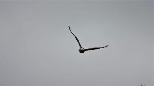 White tailed sea eagle