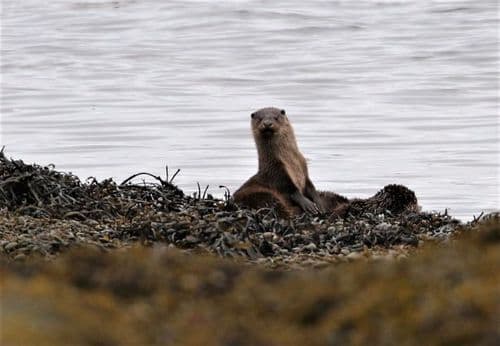 Nosy Otter