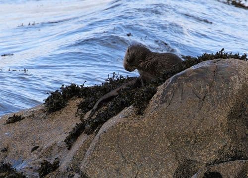 Young otter