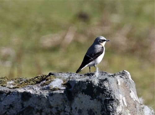 Wheatear, male