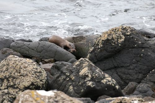 Otter heading home