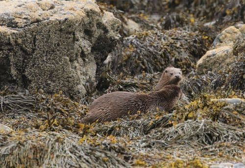 Mum and Cub