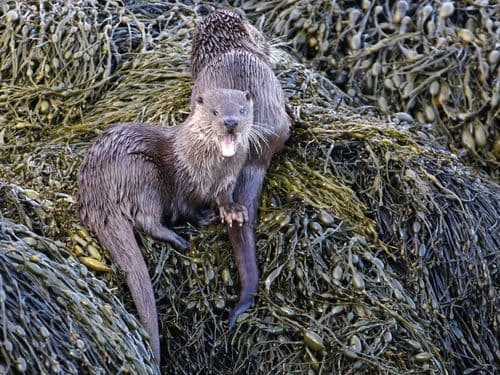 Otter mum and cub