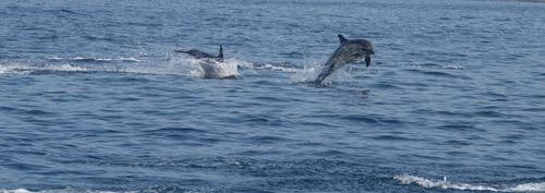 Common dolphins