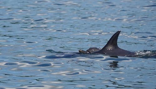 Bottle nose dolphin