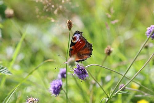 Peacock butterfly