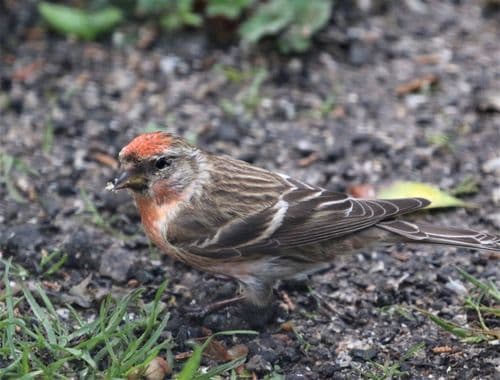 Redpoll