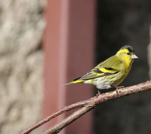 Siskin