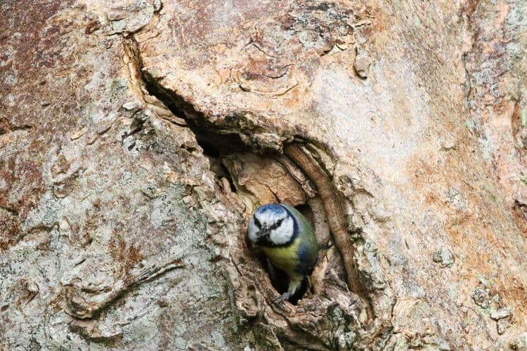 Blue tit nest