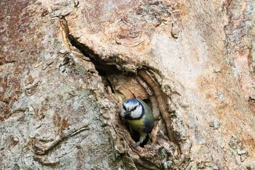 Blue tit nest