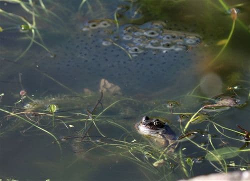 Noisy pond, common frog