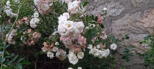 Climbing rose