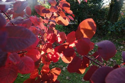 Cotinus (smoke bush)