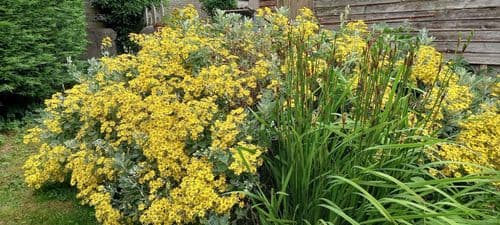 Senecio (sunshine bush)