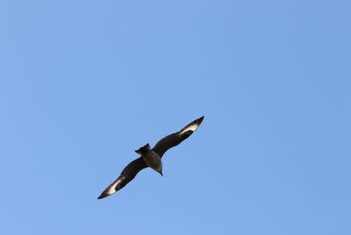 Skua