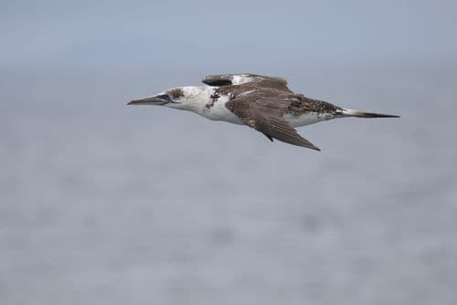 Juvenile gannet