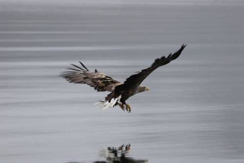 White tailed eagle