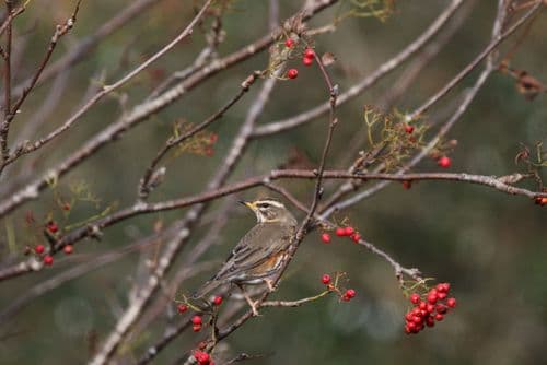 Redwing