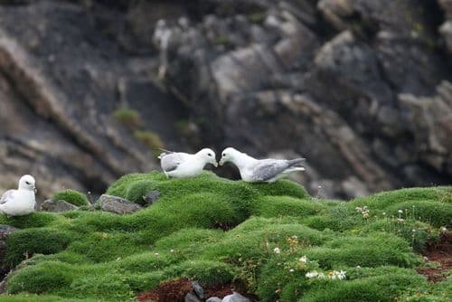 Fulmar