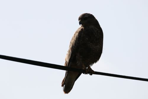 Buzzard