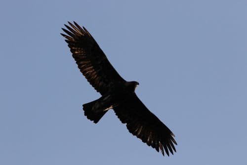 Golden Eagle