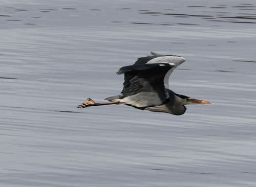 Grey Heron