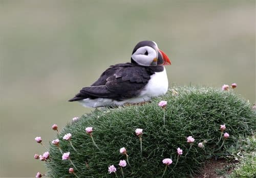 Puffin