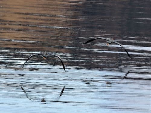 Grey Herons