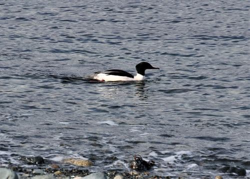 Goosander