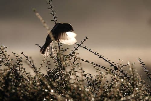 Resident sparrows