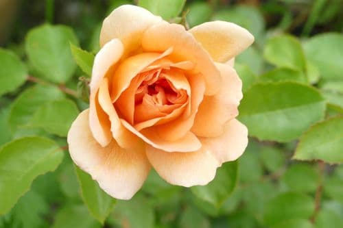 Garden Rose