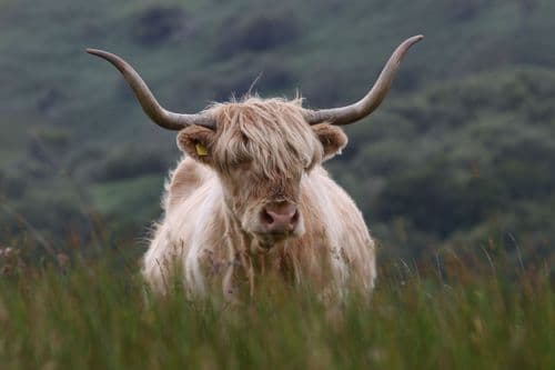 Highland coo