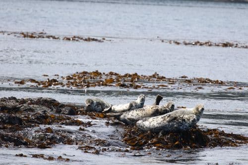 Atlantic grey seals