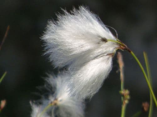 Cotton grass