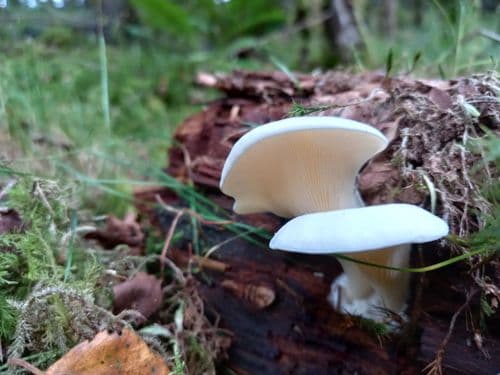 woodland fungi