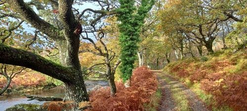 Local woodland