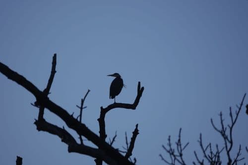 Grey Heron